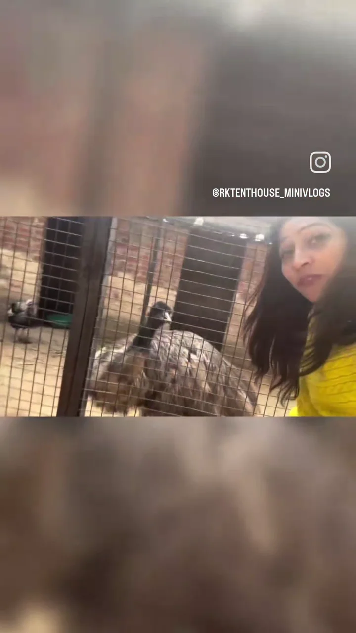 Farm Picnic, Petting Zoo & Rural Vibes